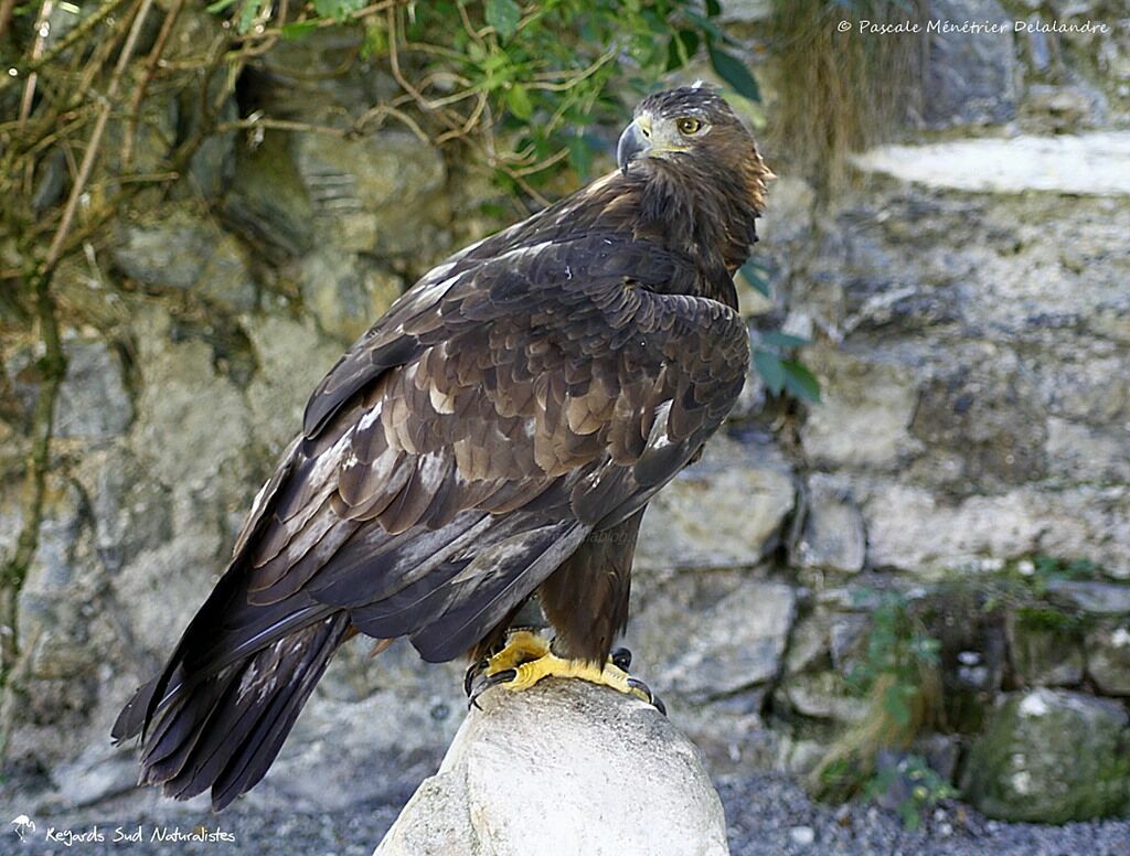 Golden Eagle