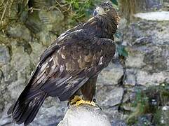 Golden Eagle