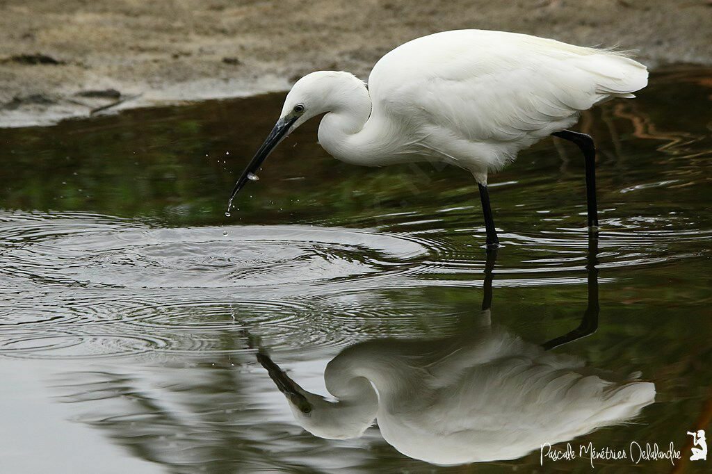 Little Egret