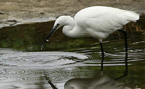 Aigrette garzette