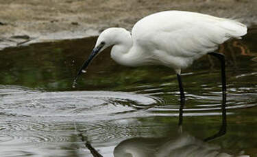 Aigrette garzette