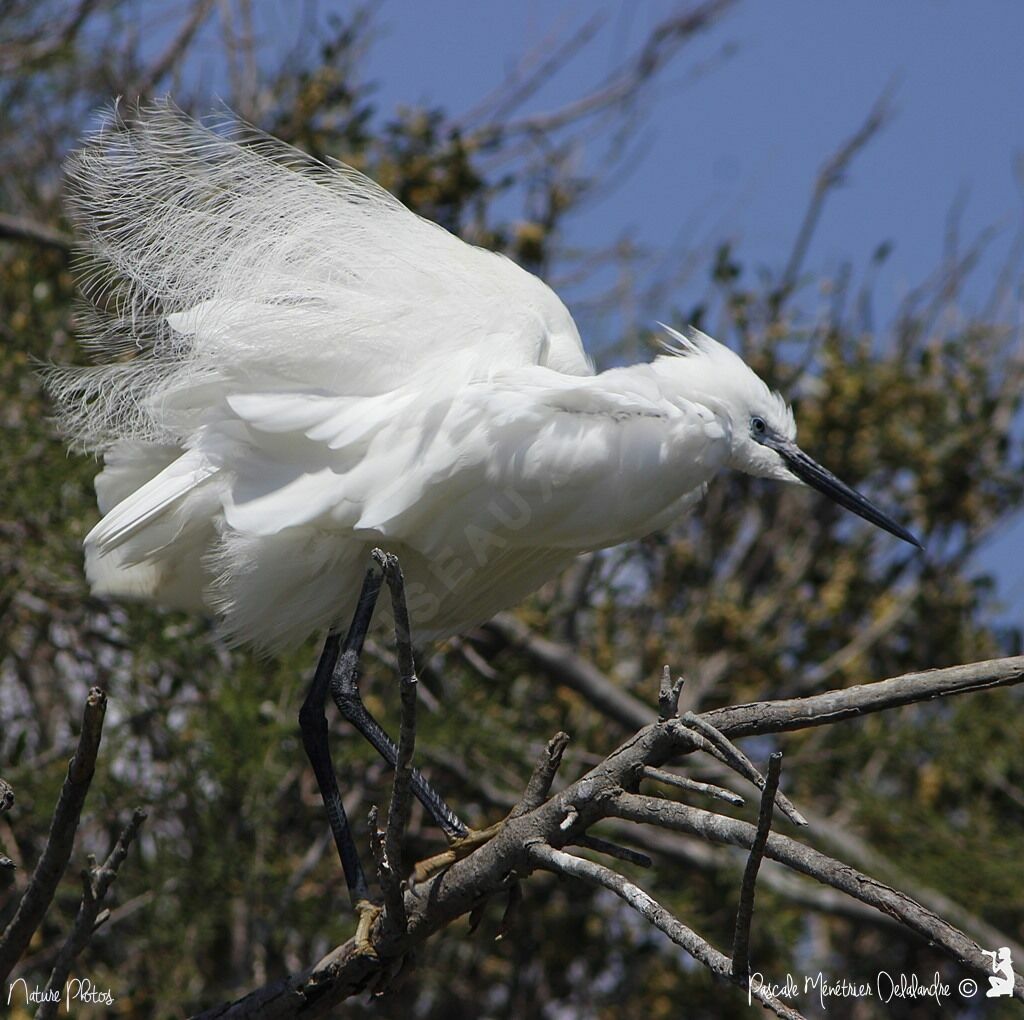 Little Egretadult