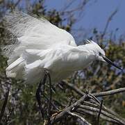 Aigrette garzette