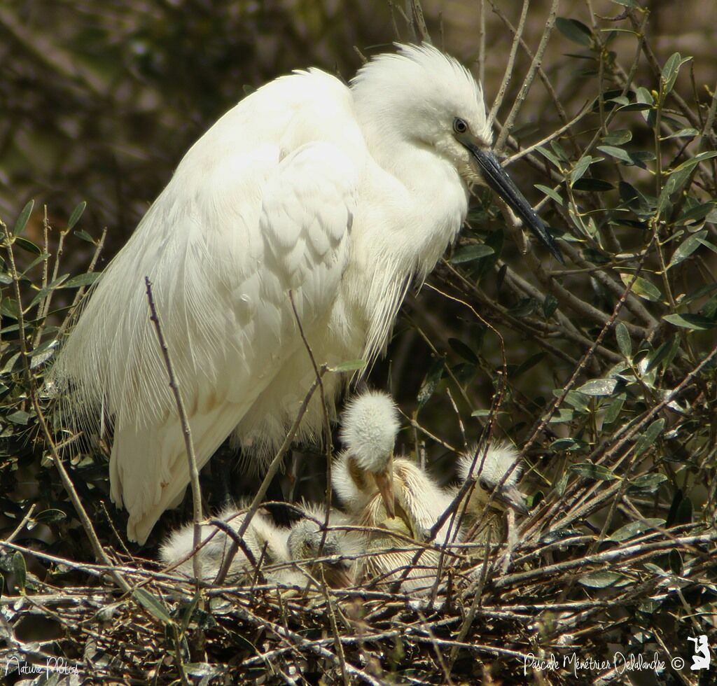 Little Egret