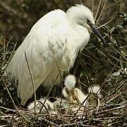 Little Egret