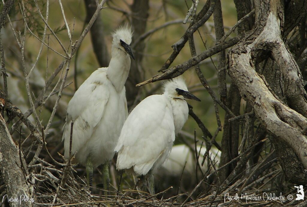 Little Egretjuvenile