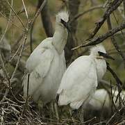 Aigrette garzette