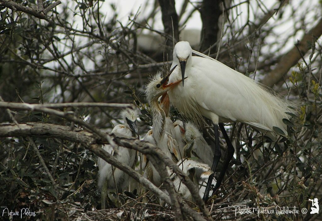 Little Egret