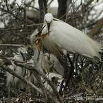 Aigrette garzette