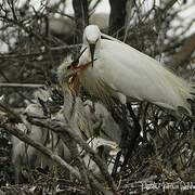 Little Egret