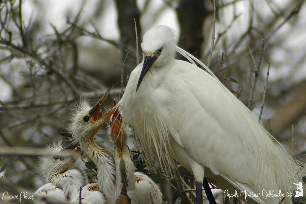 Aigrette garzette