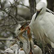 Aigrette garzette