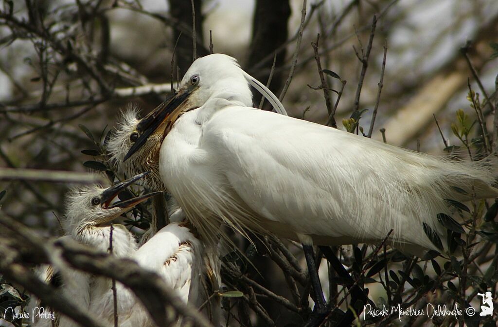 Aigrette garzette