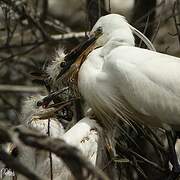 Aigrette garzette