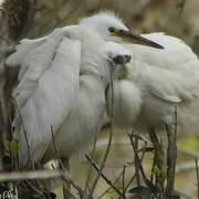 Little Egret