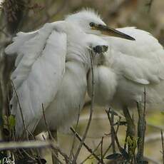 Aigrette garzette