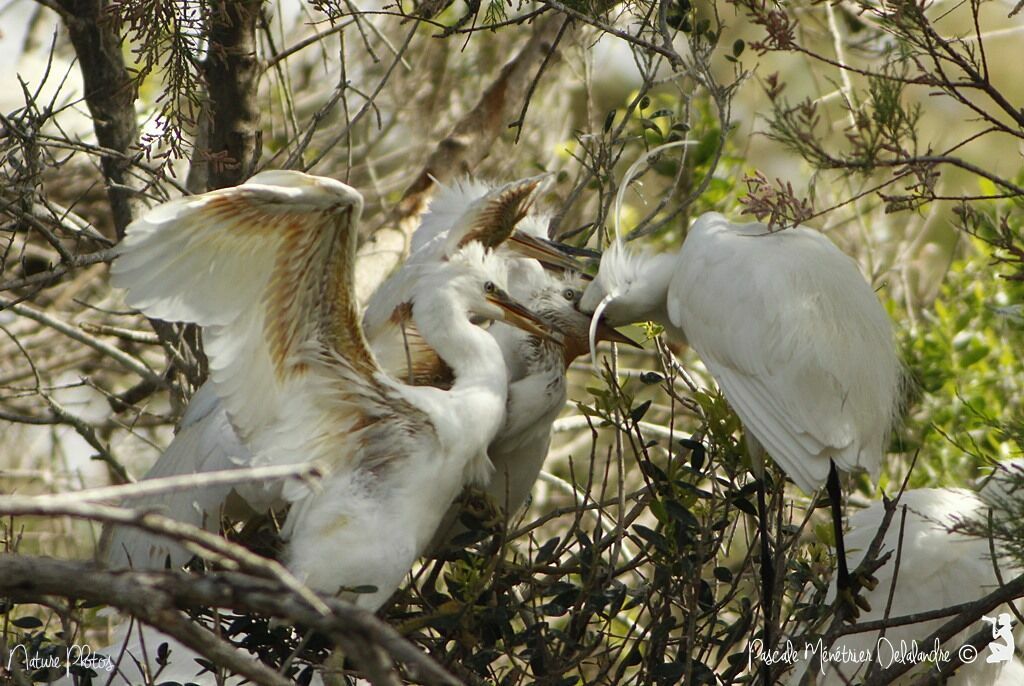 Aigrette garzette