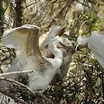 Aigrette garzette