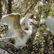 Little Egret