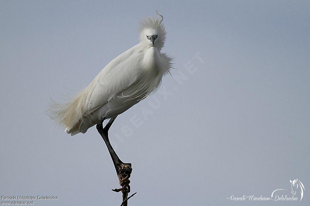 Little Egret