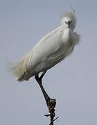 Aigrette garzette