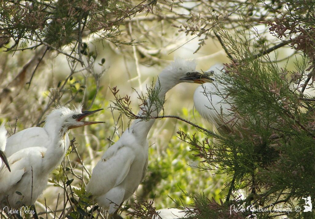 Aigrette garzette