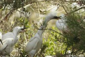 Aigrette garzette