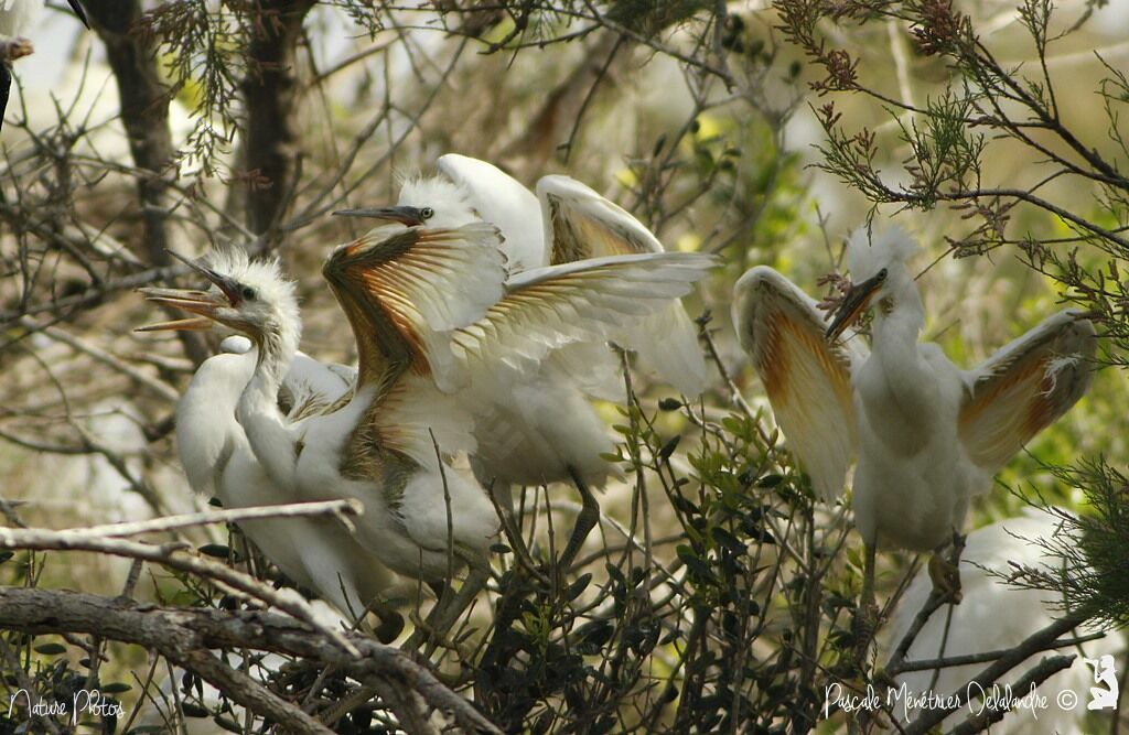 Aigrette garzettePoussin