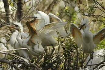 Aigrette garzette