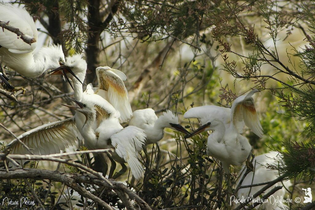 Aigrette garzette