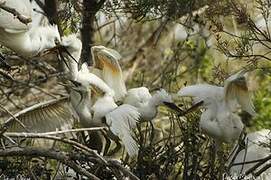 Little Egret