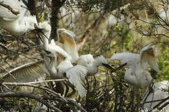 Aigrette garzette