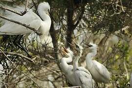 Little Egret