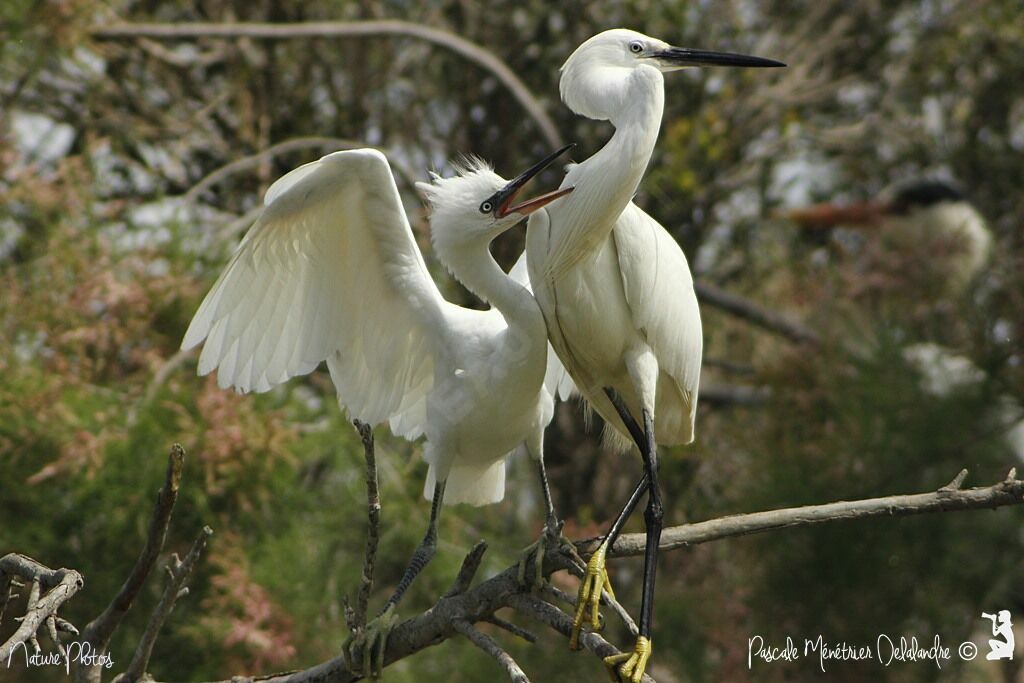 Little Egret