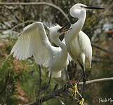 Aigrette garzette