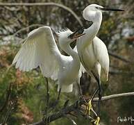 Little Egret