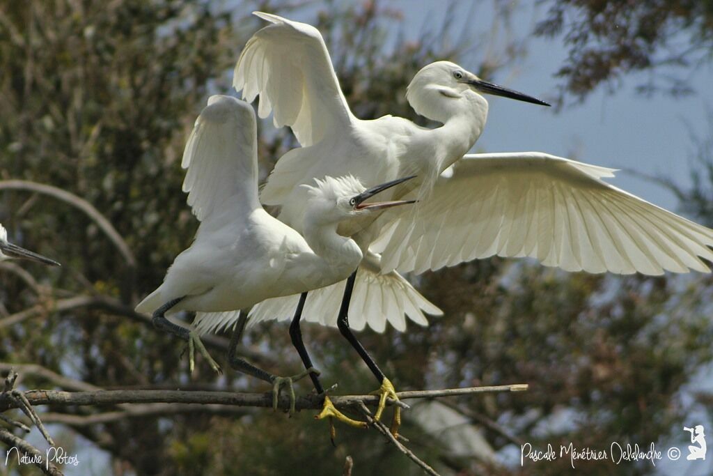 Aigrette garzette