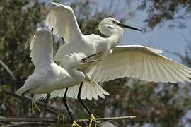 Little Egret