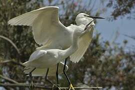 Aigrette garzette