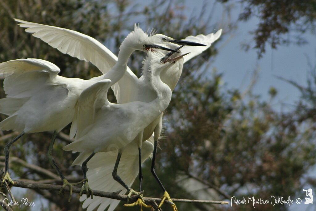 Little Egret