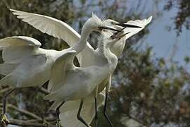 Little Egret