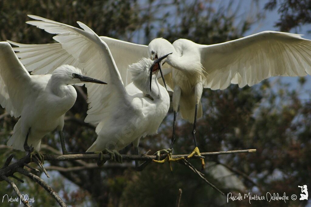 Aigrette garzette