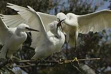 Aigrette garzette