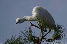 Aigrette garzette