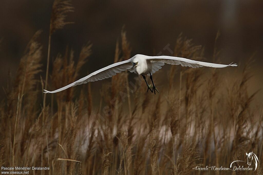 Aigrette garzette