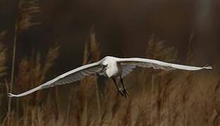 Little Egret