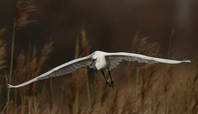 Aigrette garzette