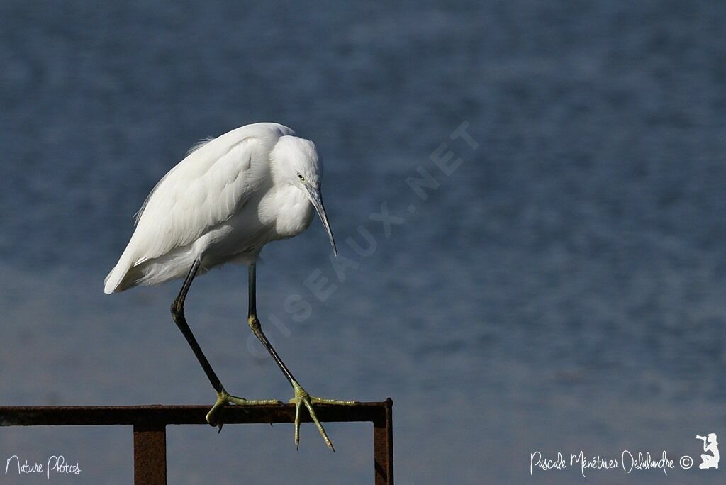 Little Egretadult