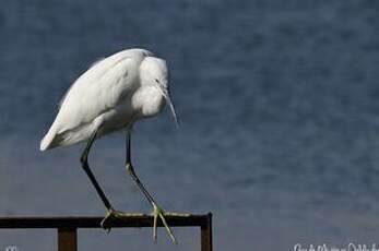 Aigrette garzette