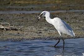 Little Egret